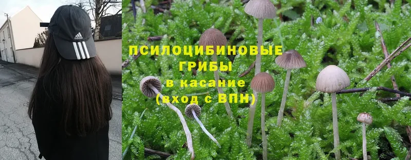 Псилоцибиновые грибы Cubensis  закладка  Колпашево 